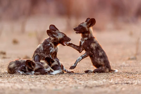 Afrika vahşi köpek yavruları güneş doğarken Zimbabwe 'deki Mana Havuz Ulusal Parkı' nda uyanıyor.