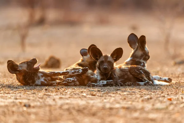 Cachorros Cães Selvagens Africanos Acordando Nascer Sol Parque Nacional Mana — Fotografia de Stock