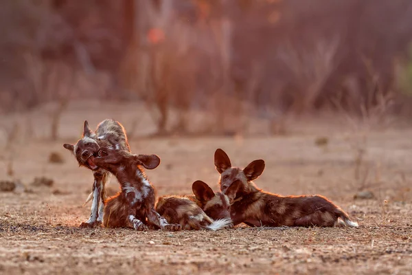 Afrikaanse Wilde Honden Pups Wakker Bij Zonsopgang Mana Pools National — Stockfoto