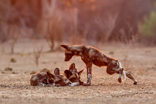 Cachorros Cães Selvagens Africanos Acordando Nascer Sol Parque Nacional Mana — Fotografia de Stock