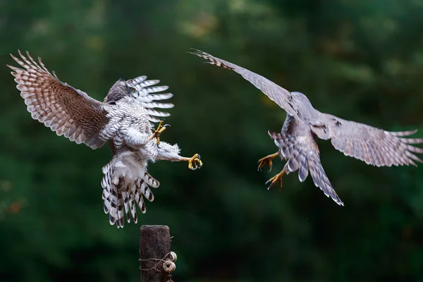 Goshawk Del Norte Accipiter Gentilis Busca Comida Volar Bosque Noord — Foto de Stock