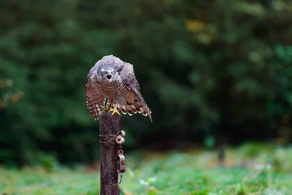 Jastrząb Północny Accipiter Gentilis Poszukuje Pożywienia Lesie Noord Brabant Holandii — Zdjęcie stockowe