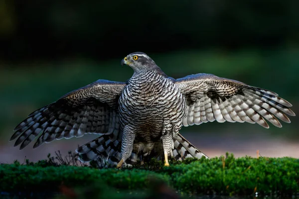 在荷兰Noord Brabant森林里觅食的北方福鹰 解放动物 — 图库照片