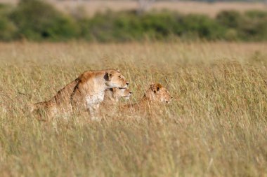 Kenya 'daki Masai Mara Milli Parkı' nda aslan avı.