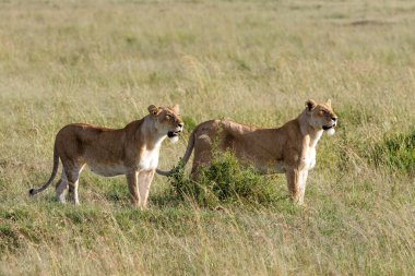Kenya 'daki Masai Mara Milli Parkı' nda aslan avı.