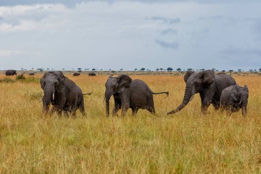 Kenya 'daki Masai Mara Ulusal Parkı' nda çiftleşmeye çalışan genç bir boğayı takip eden fil sürüsü.