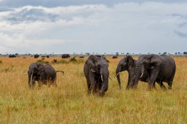 Kenya 'daki Masai Mara Ulusal Parkı' nda çiftleşmeye çalışan genç bir boğayı takip eden fil sürüsü.