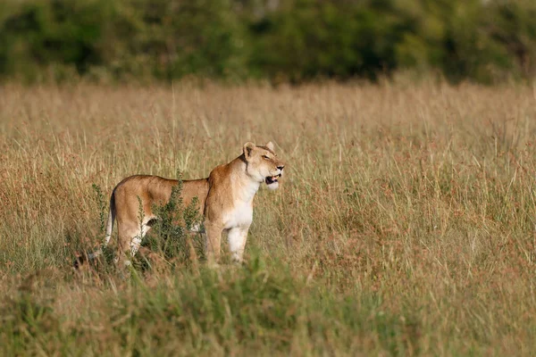 Lion Hunting High Grass Masai Mara National Park Kenya — Stock Photo, Image