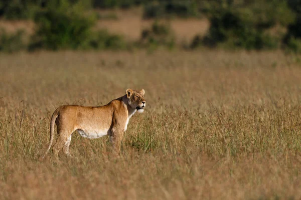 Κυνήγι Λιονταριών Στο Ψηλό Χορτάρι Στο Εθνικό Πάρκο Masai Mara — Φωτογραφία Αρχείου