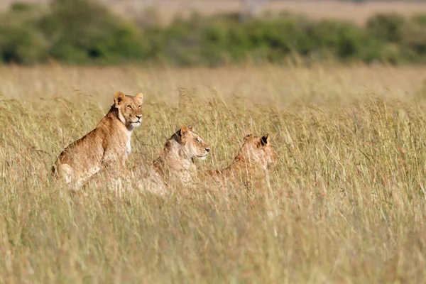 León Cazando Hierba Alta Parque Nacional Masai Mara Kenia — Foto de Stock