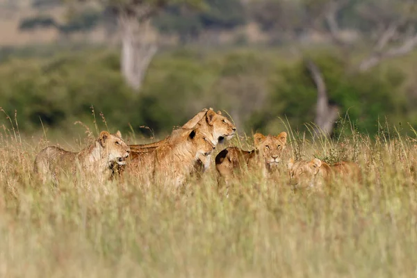 León Cazando Hierba Alta Parque Nacional Masai Mara Kenia — Foto de Stock