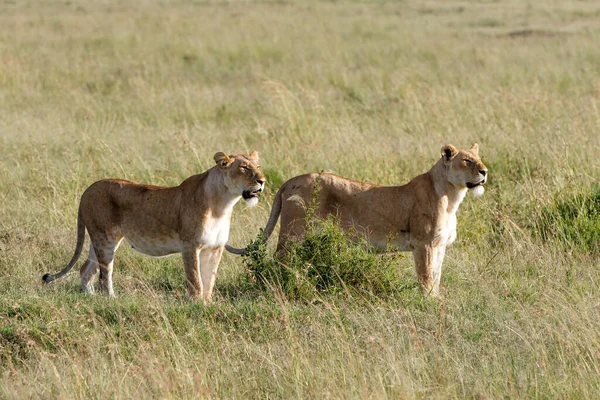 León Cazando Hierba Alta Parque Nacional Masai Mara Kenia — Foto de Stock