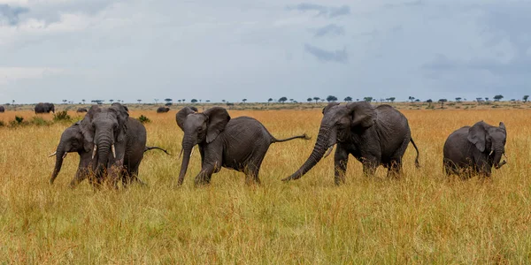 Gajah Kawanan Mengikuti Banteng Muda Yang Mencoba Untuk Kawin Dataran — Stok Foto