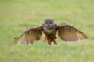 Hollanda 'daki çayırların üzerinde uçan bir Avrupa Kartal Baykuşu (Bubo bubo).