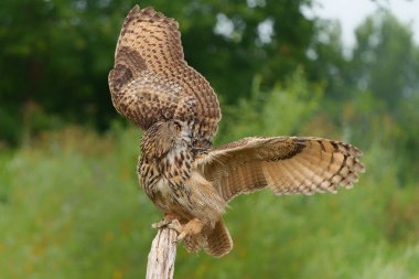 Hollanda 'daki çayırların üzerinde uçan bir Avrupa Kartal Baykuşu (Bubo bubo).