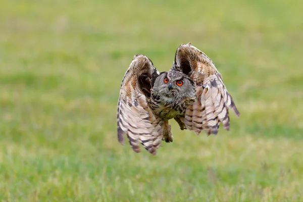 European Eagle Owl Bubo Bubo Flying Meadows Netherlands — Stock Photo, Image