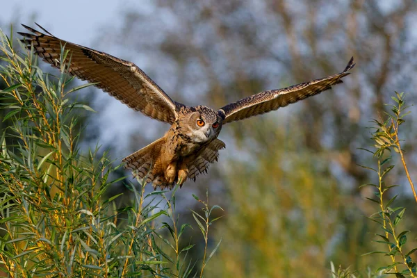 Burung Hantu Elang Eropa Bubo Bubo Terbang Atas Padang Rumput — Stok Foto