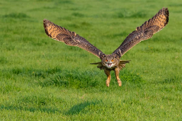 Европейская Орлиная Сова Bubo Bubo Летит Над Лугами Нидерландах — стоковое фото