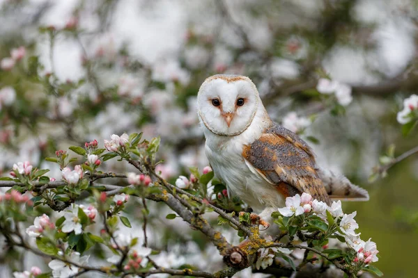 春天的时候 在树上的果园里 有一种叫Barn Owl Tyto Alba 的猫头鹰 粉红和白花背景 荷兰的Noord Brabant — 图库照片