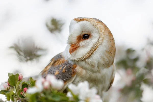 春天的时候 在树上的果园里 有一种叫Barn Owl Tyto Alba 的猫头鹰 粉红和白花背景 荷兰的Noord Brabant — 图库照片