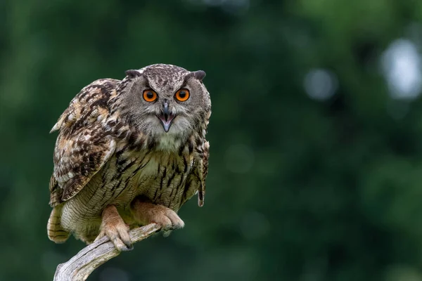 Eurasiático Águia Coruja Bubo Bubo Sentado Nos Prados Gelderland Holanda — Fotografia de Stock