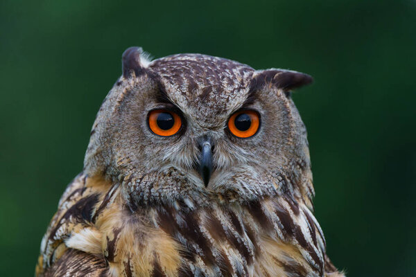 Portrait of an European Eagle Owl (Bubo bubo) in Gelderland in the Netherlands.                               