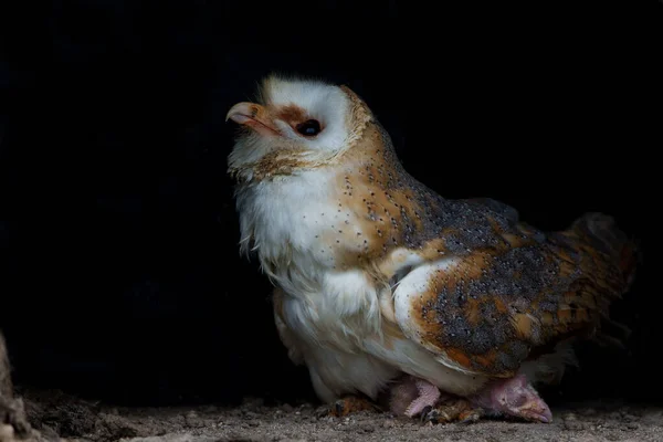 Barn Owl Tyto Alba Kojící Její Kuřátko Noord Brabant Nizozemsku — Stock fotografie