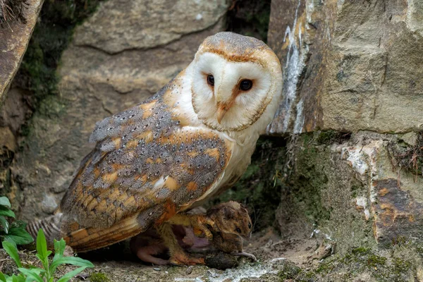 Barn Owl Tyto Alba Allaite Nana Dans Brabant Nord Aux — Photo