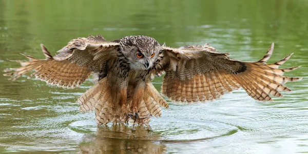 European Eagle Owl Bubo Bubo Που Πετά Πάνω Από Λίμνη — Φωτογραφία Αρχείου