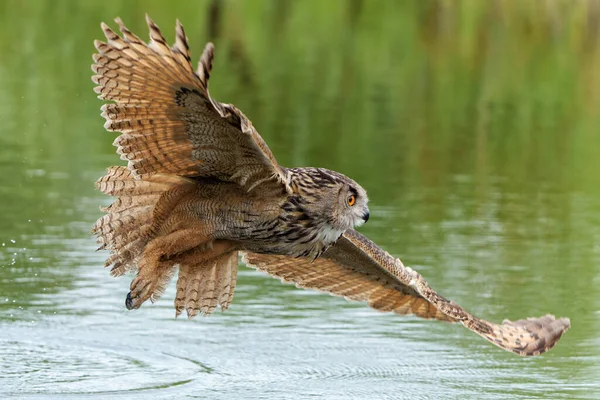 Búho Águila Europea Bubo Bubo Sobrevolando Lago Güeldres Países Bajos — Foto de Stock