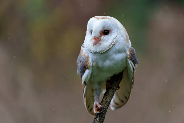 Barn Owl Tyto Alba Κάθεται Ένα Δέντρο Χρώματα Του Φθινοπώρου — Φωτογραφία Αρχείου