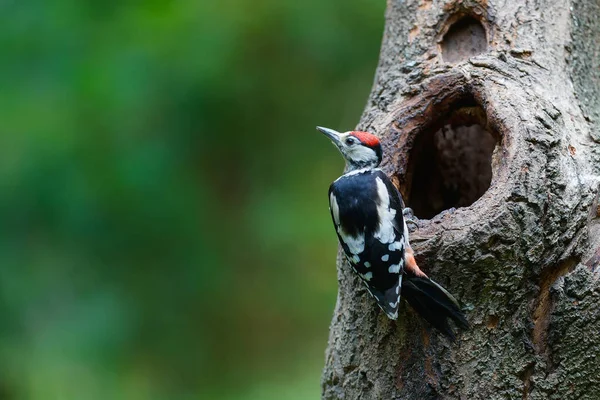 Great Spotted Woodpecker Dendrocopos Major Searching Food Forest Netherlands — Stock Photo, Image