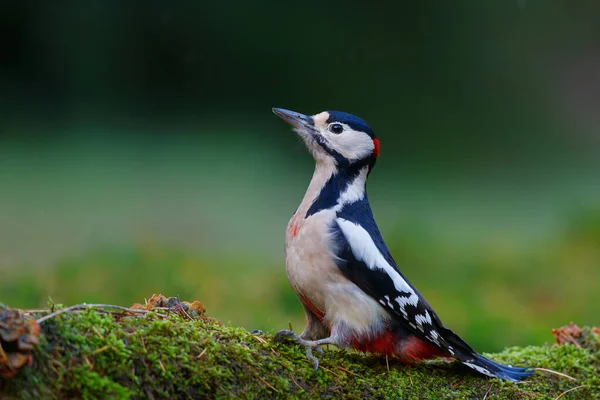 Great Spotted Woodpecker Dendrocopos Major Searching Food Forest Netherlands — Stock Photo, Image