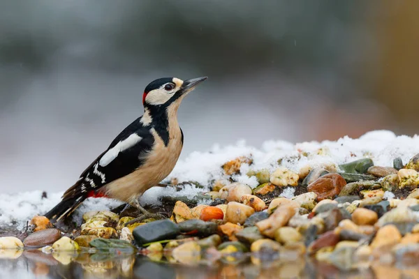 Great spotted woodpecker (Dendrocopos major) searching for food in the winter with snow in the Netherlands