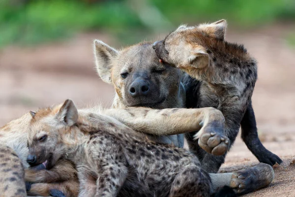 Spatřena Hyena Matka Ošetřuje Svá Mláďata Doupěti Východem Slunce Sabi — Stock fotografie