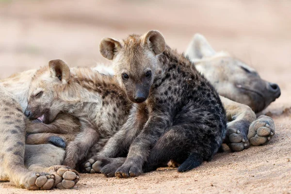 Spatřena Hyena Matka Ošetřuje Svá Mláďata Doupěti Východem Slunce Sabi — Stock fotografie