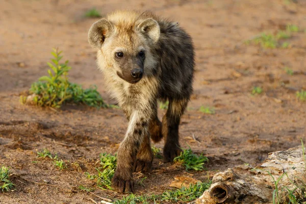 Brincalhão Manchado Hyena Filhote Cachorro Acordando Covil Com Nascer Sol — Fotografia de Stock