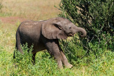 Botswana 'daki Tuli Bloğundaki Mashatu Oyun Rezervi' nde fil yavrusu çok eğlencelidir.                    