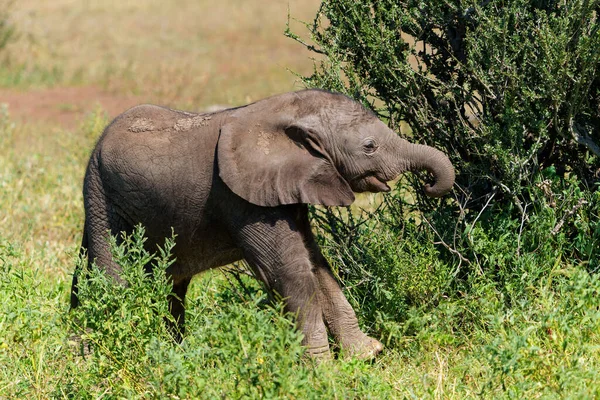 Botswana 'daki Tuli Bloğundaki Mashatu Oyun Rezervi' nde fil yavrusu çok eğlencelidir.                    