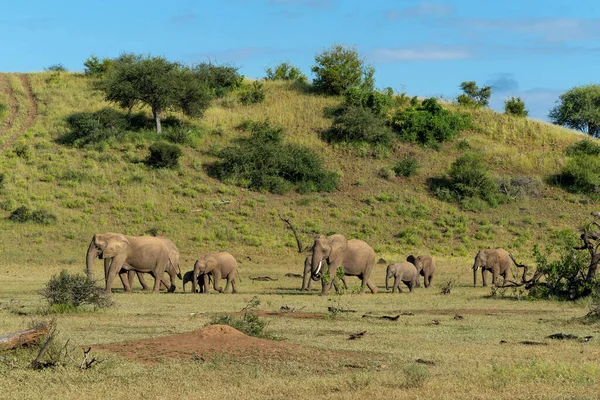 Rebanho Elefantes Caminhando Reserva Caça Mashatu Bloco Tuli Botsuana — Fotografia de Stock