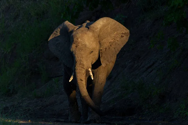 Gajah Minum Dasar Sungai Mashatu Game Reserve Blok Tuli Botswana — Stok Foto