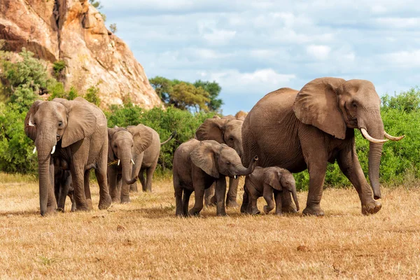 Stádo Slonů Kráčející Rezervaci Mashatu Bloku Tuli Botswaně — Stock fotografie
