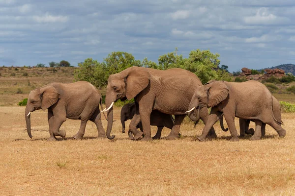 Olifanten Kudde Wandelen Mashatu Game Reserve Het Tuli Block Botswana — Stockfoto