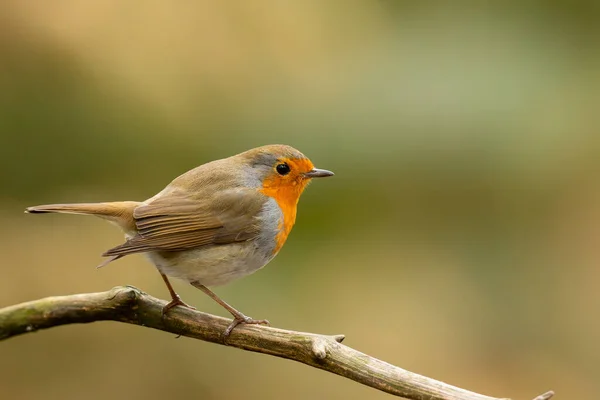 Европейский Малиновка Erithacus Rubecula Известный Просто Малиновка Малиновка Красная Грудь — стоковое фото