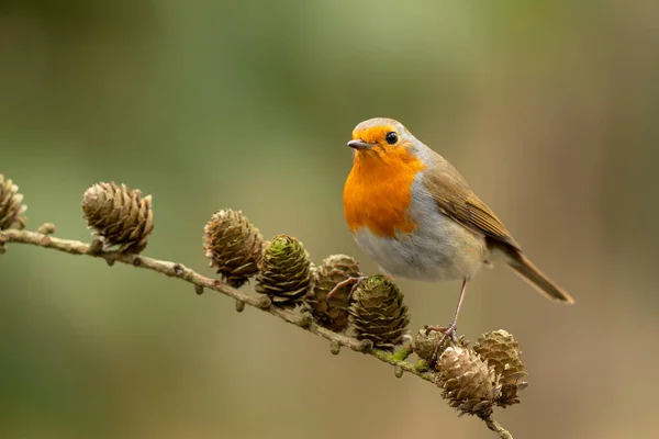 European Robin Erithacus Rubecula Known Simply Robin Robin Redbreast Searching — ストック写真