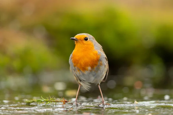 Европейский Малиновка Erithacus Rubecula Известный Просто Малиновка Малиновка Красная Грудь — стоковое фото