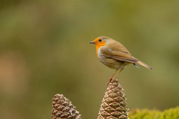 Robin Europeo Erithacus Rubecula Conocido Simplemente Como Robin Robin Redbreast —  Fotos de Stock