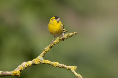 Hollanda 'daki ormanda yiyecek arayan Avrasya' lı siskin (Spinus spinus)