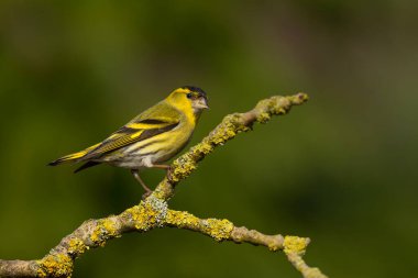 Hollanda 'daki ormanda yiyecek arayan Avrasya' lı siskin (Spinus spinus)
