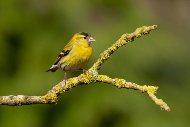 Hollanda 'daki ormanda yiyecek arayan Avrasya' lı siskin (Spinus spinus)